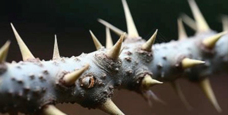 负荆请罪的荆是什么植物