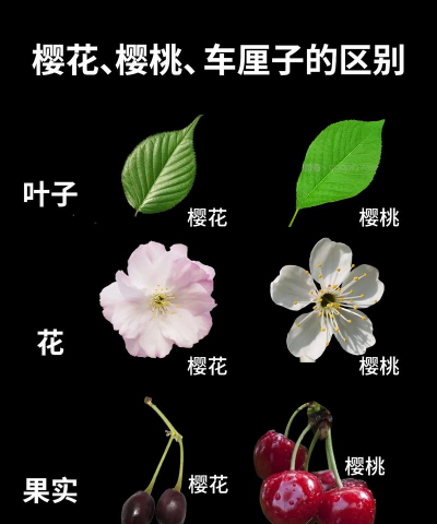 小众送妈妈的花有哪些花