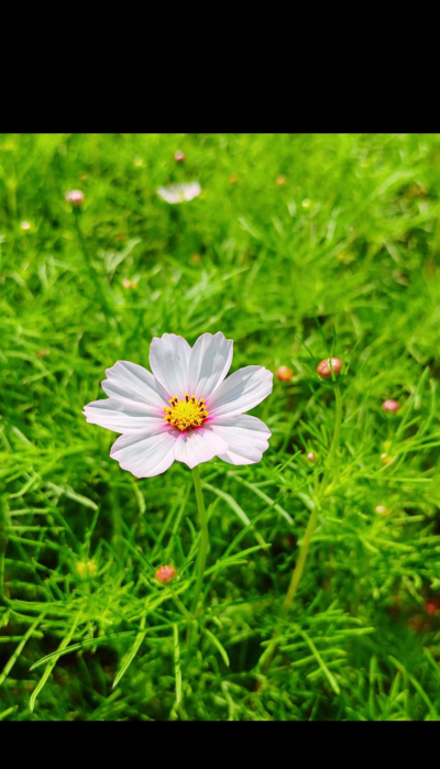 小众送妈妈的花有哪些花