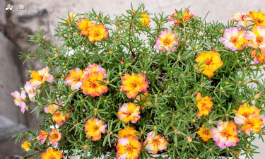 小众送妈妈的花有哪些花