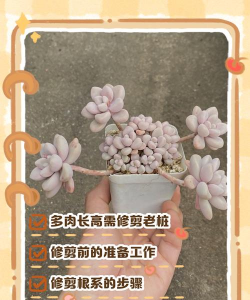 小众送妈妈的花有哪些花