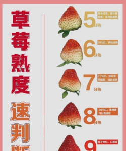 草莓成熟周期多少天