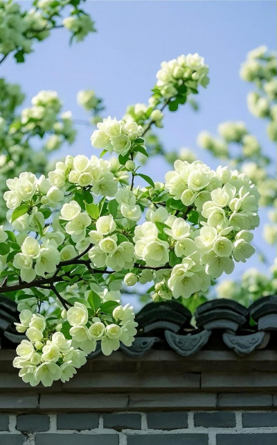 绿色花的花有哪些