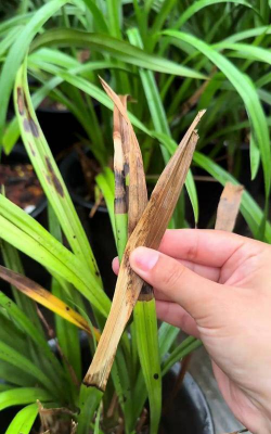 兰花为什么死叶尖