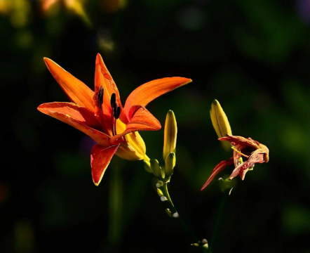 小众送妈妈的花有哪些花