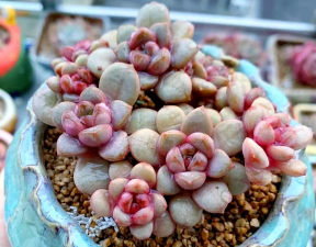 小众送妈妈的花有哪些花