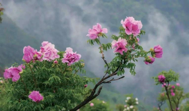 小众送妈妈的花有哪些花