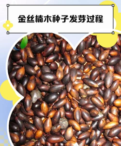 金丝楠木种子怎么育苗