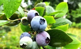 小众送妈妈的花有哪些花