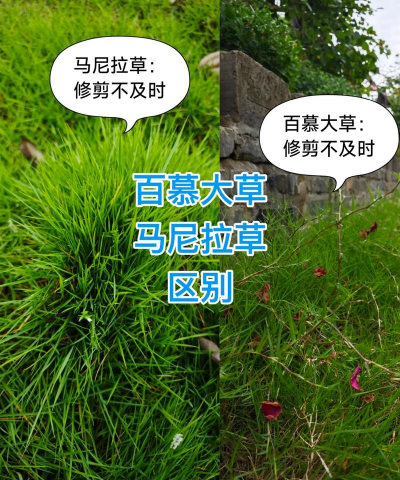 家里种马尼拉还是百慕大草坪