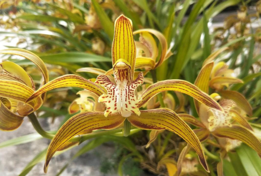 小众送妈妈的花有哪些花