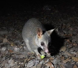 小众送妈妈的花有哪些花