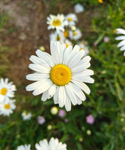 小众送妈妈的花有哪些花