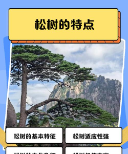 松树的品质令人敬佩吗?为什么