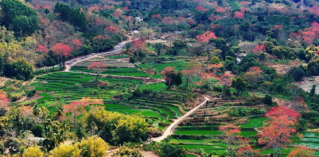 小众送妈妈的花有哪些花