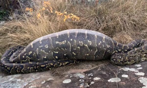 小众送妈妈的花有哪些花