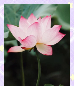 小众送妈妈的花有哪些花