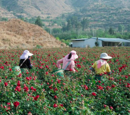 小众送妈妈的花有哪些花