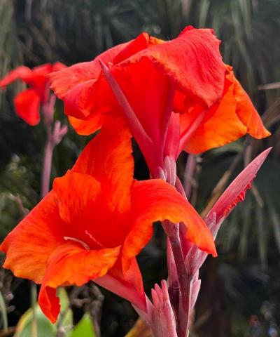 小众送妈妈的花有哪些花