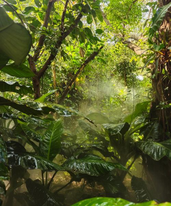 小众送妈妈的花有哪些花