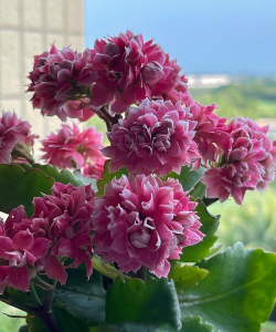 小众送妈妈的花有哪些花