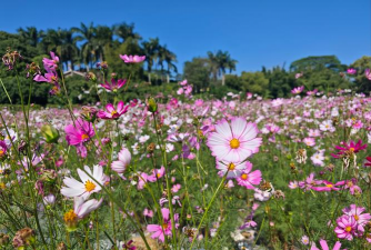 小众送妈妈的花有哪些花