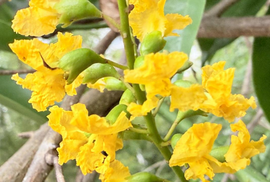 小众送妈妈的花有哪些花