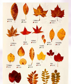 哪些植物会落叶