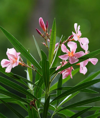 小众送妈妈的花有哪些花