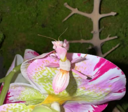 兰花螳螂是兰花还是螳螂