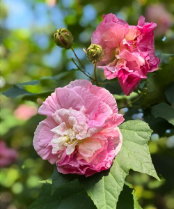 小众送妈妈的花有哪些花