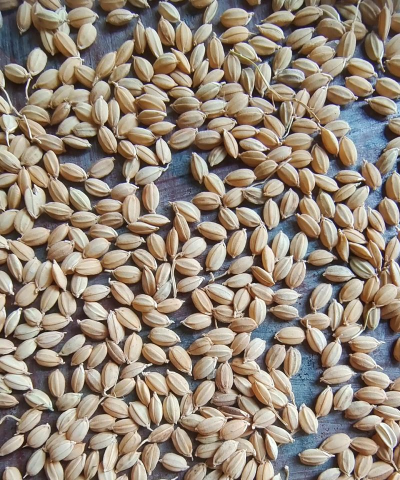 小众送妈妈的花有哪些花