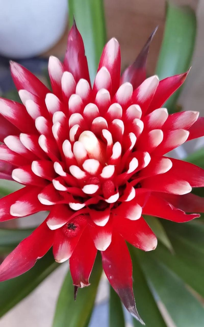 小众送妈妈的花有哪些花