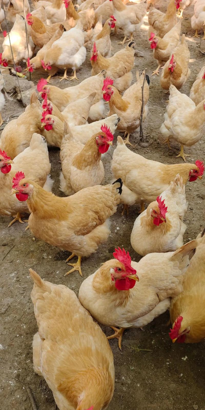 三黄鸡是什么鸡 三黄鸡是什么鸡