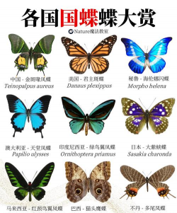 蝴蝶的品种 蝴蝶的品种