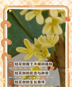 桂花树属于什么类植物 桂花树属于什么类植物