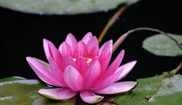 睡莲花什么样子