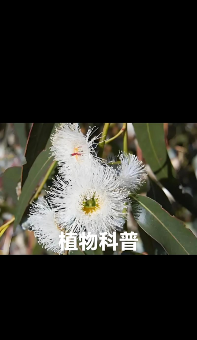 蓝桉是什么植物