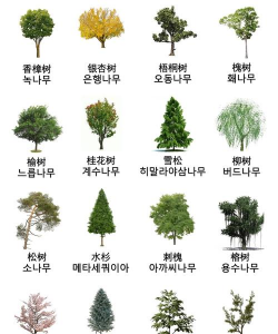 常见的树有哪些种类