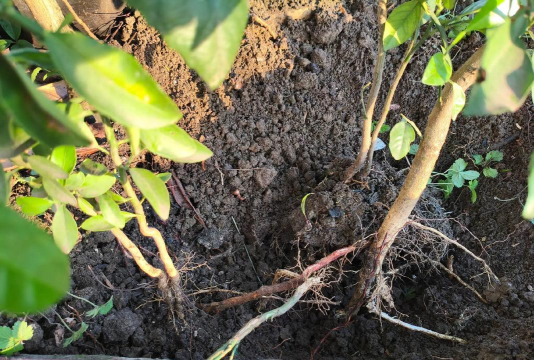 小众送妈妈的花有哪些花