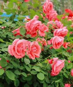 小众送妈妈的花有哪些花