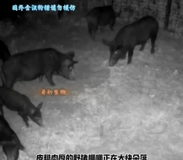 小众送妈妈的花有哪些花