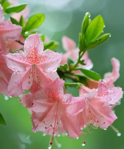 小众送妈妈的花有哪些花