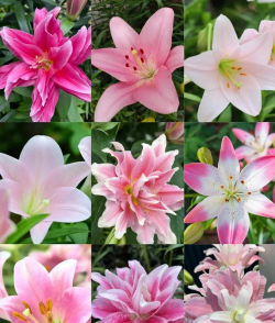 小众送妈妈的花有哪些花