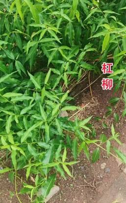 小众送妈妈的花有哪些花