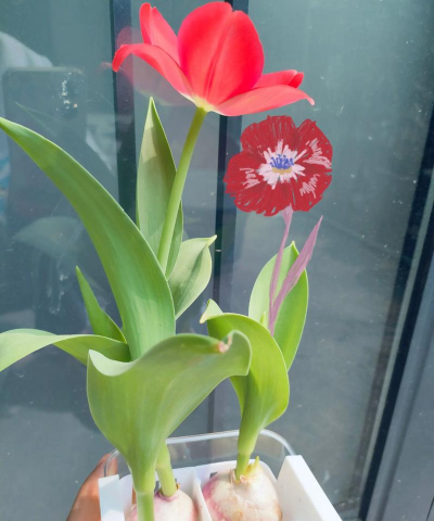 郁金香树怎么种植盆栽