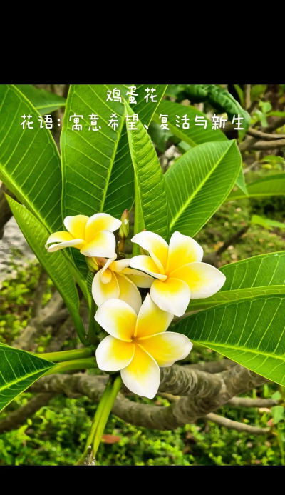 小众送妈妈的花有哪些花
