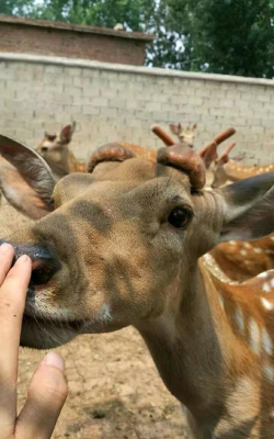 小众送妈妈的花有哪些花