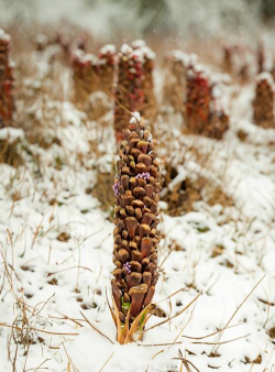 小众送妈妈的花有哪些花