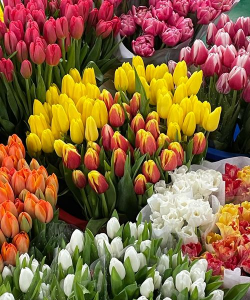 小众送妈妈的花有哪些花